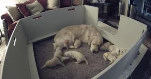 Camera filmt lief gebaar van golden retriever-moeder als puppy haar niet kan vinden