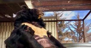 Overweight Bear Rescued From Pennsylvania Sportsman's Club Is Now Recovering in Colorado Sanctuary