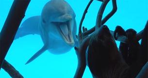 Captive Dolphins Delighted By First Sloth Sighting