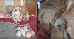 Vele harten smelten door schattige beelden van Golden Retriever ouders die knuffelen met hun pasgeboren puppy's