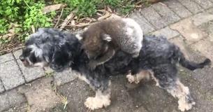 Cucciolo di koala scambia un cane di nome Tony per sua madre