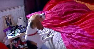 Une beagle renifle son maître après trois mois d'absence