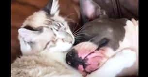 Blind Pit Bull Sweetly Cuddles Cat Friend