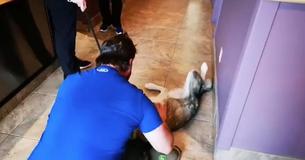 Vermisster Hund rührt zu Tränen, als er nach 4 Jahren seinen Besitzer wiedersieht