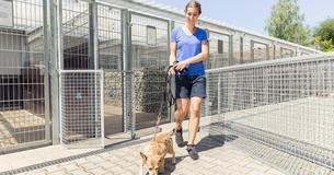 Every Adoptable Animal At Chicago Animal Shelter Has Been Taken Home