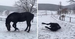 Un cheval majestueux se laisse aller et joue comme un enfant dans la neige
