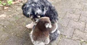 Koala-Baby hält einen Hund für seine Mutter