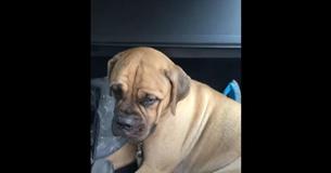Un chiot mastiff parcourt plus de 100 miles pour retrouver sa famille qui l'avait abandonné. Mais elle a été à nouveau rejetée.