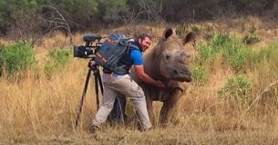 Un bébé rhinocéros sauvage s'approche d'un cinéaste pour se faire frotter le ventre