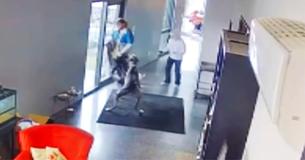 Dane le grand fait fuir un intrus lorsque son propriétaire âgé est en danger