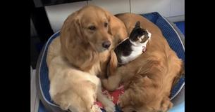 Katje wint "Snuggle Award" met drie verdraagzame golden retrievers