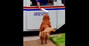 Golden Retriever Doesn’t Miss A Chance To Show Off Skills