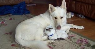 Un bébé chèvre croit qu'un berger allemand est sa mère