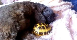 Cat And Turtle Snuggle With Each Other While Napping