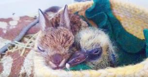 Baby Rabbit And Pigeon Chick Collapse Divider To Console One Another
