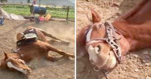 Un cheval fait semblant d'être mort chaque fois que les gens veulent le monter