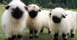 Rencontre une race de moutons suisse qui ressemblent à des animaux en peluche