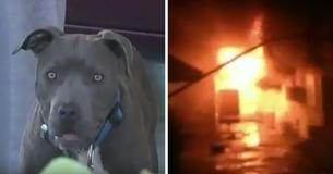 Vlammen slaan uit huis terwijl baby nog binnen is - heldhaftige hond trekt baby aan haar luier richting veiligheid
