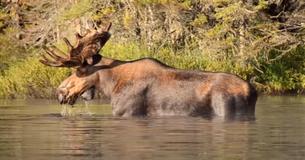 Filmpje met zeldzame Adirondack-eland