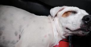 Man ontdekt zwerfhond die het zichzelf gemakkelijk gemaakt had in zijn auto.