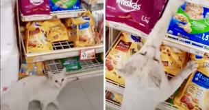Clever Stray Cat Tricks Woman Into Buying Him Treats At Store And Finds Forever Home In the Bargain