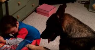 Deutscher Schäferhund bringt 4-Jährigen jede Nacht ins Bett