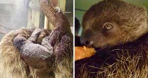 Virginia Zoo Greets Baby Sloth And Needs Assistance Naming Newborn