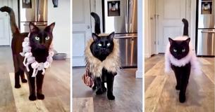 Black Cat Sports Fabulous Outfits As He Walks Gracefully Through Room Like A Super Model On The Catwalk