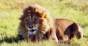 Circus Lions Finally Return Home To Africa After A Lifetime Of Sadness