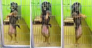 Un chien de refuge veut tellement être adopté qu'il danse à chaque fois qu'il voit de nouveaux visiteurs