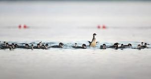 ‘Super Mom’ Heading South With A Large Number Of Ducklings Following Behind Her