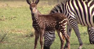 Adorable Baby Zebra Born With Spots Rather Than Stripes