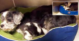 Homeless Dog Nurses Stray Kitten And It’s Heartmelting