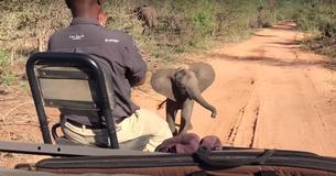 Un cucciolo di elefante accoglie i visitatori con  le sue mosse di danza
