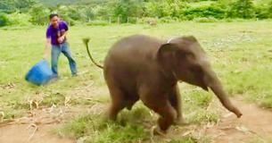 Des images exceptionnelles mettent en scène un bébé éléphant de six mois qui rit