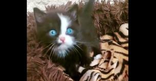 Adorable Kitten Has Unusually Bright Blue Eyes