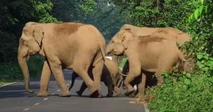 Protective Mama Elephant Is World's No.1 Crossing Guard