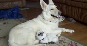 Adorable Goat Baby Mistakes Dog For Her Momma