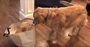 Golden retriever ontmoet nieuw zusje en reageert geweldig