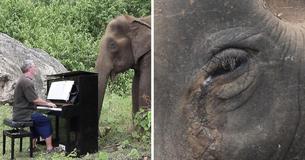Olifant weent wanneer een vriendelijke muzikant voor hem een emotioneel liedje speelt op de piano.