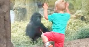 Un jeune enfant se rapproche trop d'un bébé gorille, et la scène qui s'en suit a fait plier les parents sur deux de rire