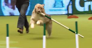 Le chien de sauvetage Kratu est de retour pour les jeux d'agilité de Crufts et vole la vedette