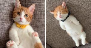 Des personnes du monde entier affirment que leurs cœurs ont été volés par un adorable chaton qui dormait sur le dos