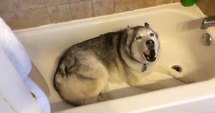 Un Husky demande à son propriétaire de lui donner un bain et fait une adorable crise de colère quand elle refuse sa demande