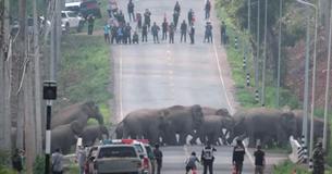 Speciaal moment wanneer een kudde van 50 olifanten de weg oversteken in Thailand.