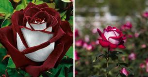 Une rose rare aux pétales rouges et blancs qui égaiera le jardin de n'importe qui