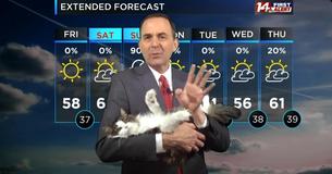 Weather Man's Cat Crashes Into His Live Forecast And Now She's A 'Co-Host' On His Show