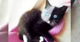 Un chaton né avec deux visages grandit pour devenir la chatte la plus cool au monde