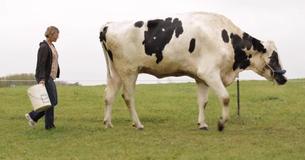 Meet Blosom, The Tallest Cow On Earth - Standing Six Feet Two Inches Tall