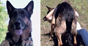 Een vrouw zit vast in een auto-ongeluk tot een heldhaftige zwerfhond haar redt en haar in veiligheid brengt